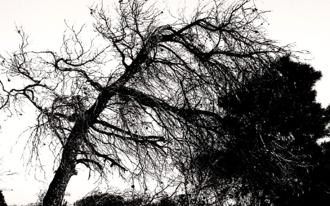 Los Pinos Inclinados del Parque Natural de San Pedro de Pinatar